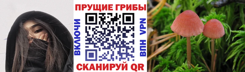 купить закладку  Мамадыш  Псилоцибиновые грибы Cubensis 